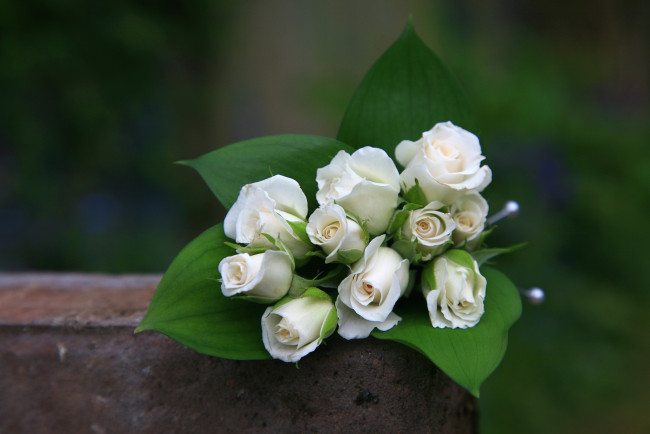 Обои картинки фото цветы, розы, белый, букетик
