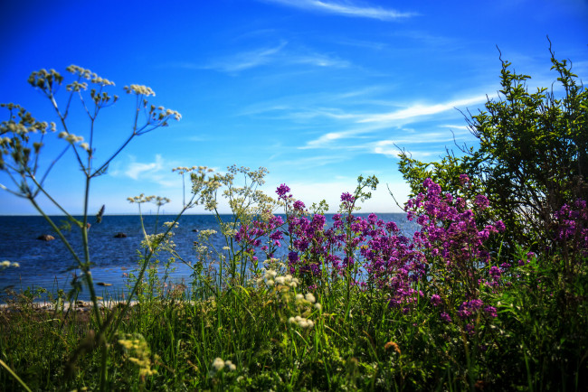 Обои картинки фото природа, побережье, синева, море, цветы