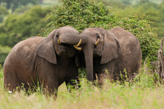 Обои картинки фото tarangire, national, park, tanzania, животные, слоны, парочка, африканский, слон