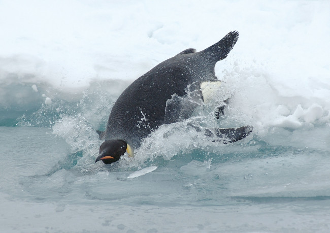 Обои картинки фото животные, пингвины, лед, брызги, пингвин