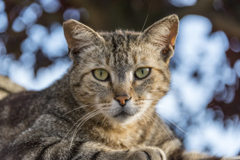 Картинка животные коты кот полосатый взгляд кошка