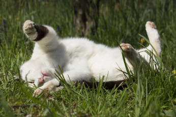 Картинка животные коты отдых трава кошак кот