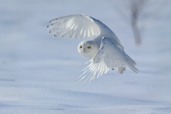 Картинка животные совы зима nyctea scandiaca снег bubo scandiacus полярная сова белая птица