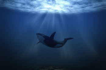 Картинка животные дельфины подводный мир море касатка свет whale sea underwater