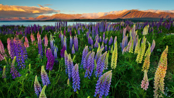 Картинка цветы люпин луг горизонт озеро горы красота небо