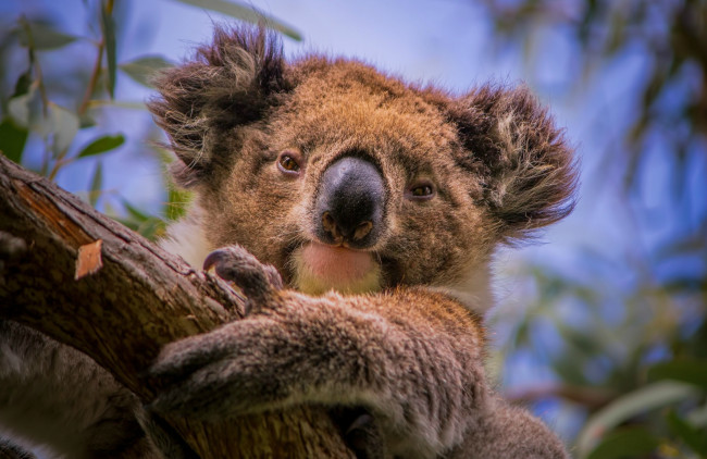Обои картинки фото животные, коалы, плюшевый, коала, мордочка, сумчатый, медведь