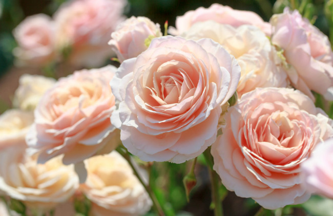 Обои картинки фото цветы, розы, красота, розовый, макро, нежность