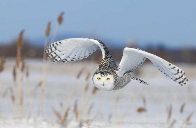Обои картинки фото животные, совы, полярная, сова, птица, крылья, полет, небо, снег, природа