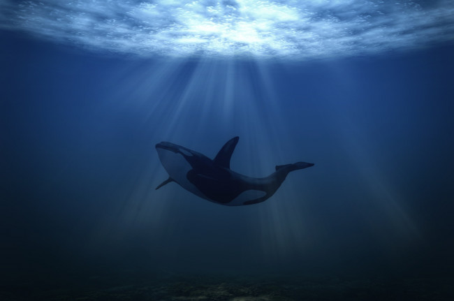 Обои картинки фото животные, дельфины, подводный, мир, море, касатка, свет, whale, sea, underwater
