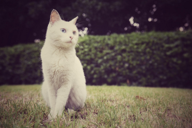 Обои картинки фото животные, коты, белый, кошак, кот, взгляд, поза