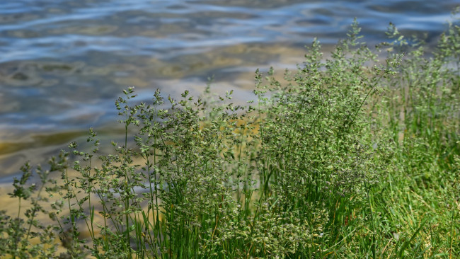 Обои картинки фото природа, реки, озера, трава, река