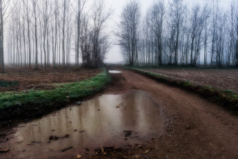 Картинка природа дороги туман деревья дорога