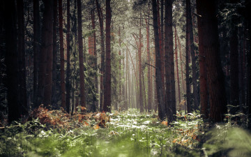 Картинка природа лес сосны