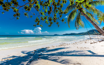 Картинка природа тропики пляж пальма