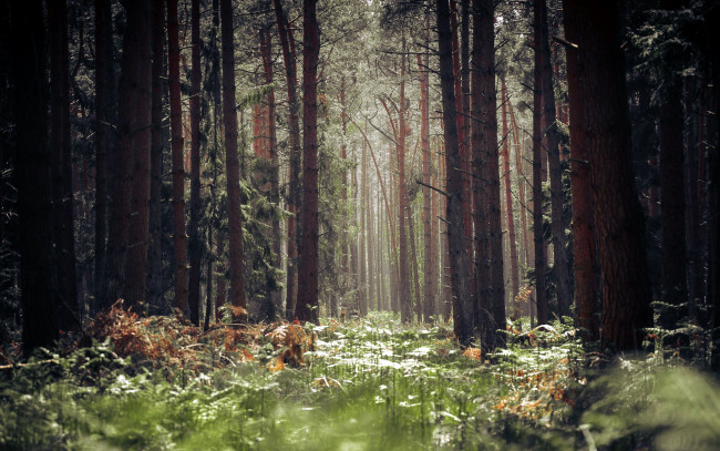 Обои картинки фото природа, лес, сосны