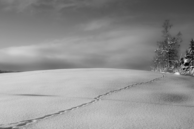 Обои картинки фото природа, зима, дерево, снег, след