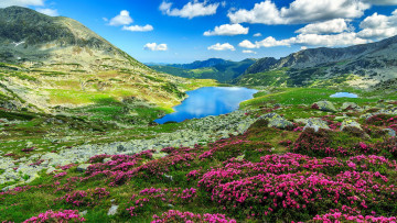 Картинка природа горы озеро луг цветы