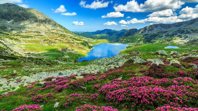 Обои картинки фото природа, горы, озеро, луг, цветы