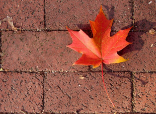 Картинка природа листья листок тротуар