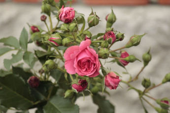 Картинка цветы розы бутоны ветка роза
