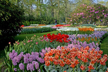 Картинка природа парк цветы деревья