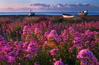 обоя природа, побережье, цветы, лодки, море