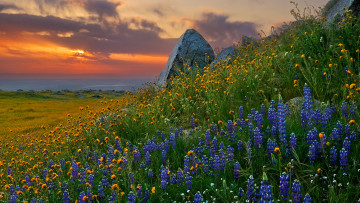 Картинка природа луга люпин камни цветы закат пейзаж