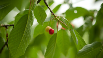 Картинка природа Ягоды вишня