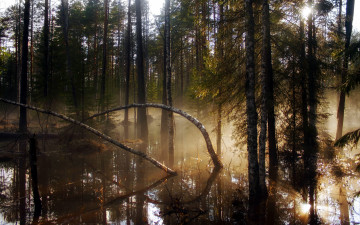 Картинка природа лес тишина деревья заболоченный
