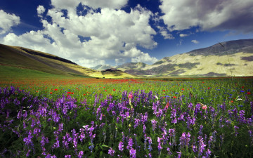 Картинка природа луга холмы трава цветы луг