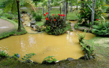 Картинка природа парк водоем пальмы цветы