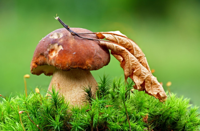 Обои картинки фото природа, грибы, лист, мох, белый, гриб, боровик