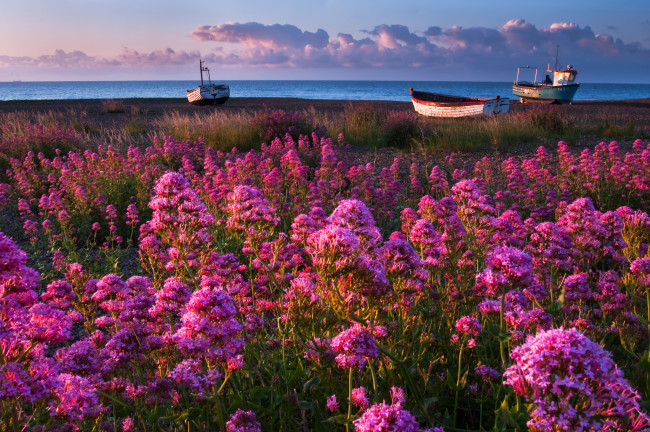 Обои картинки фото природа, побережье, цветы, лодки, море