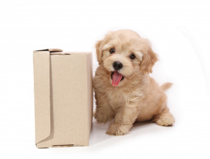 Картинка животные собаки коробка щенок собака