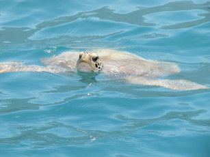 Картинка животные Черепахи волны заплыв