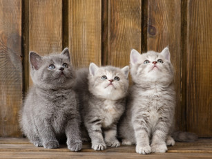 Картинка животные коты трио троица малыши котята