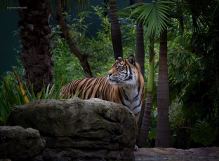 Картинка животные тигры заросли кошка морда