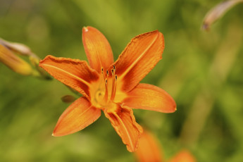 Картинка цветы лилии +лилейники оранжевый макро лепестки