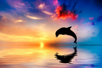 обоя животные, дельфины, закат, отражение, океан, силуэт, прыжок, дельфин
