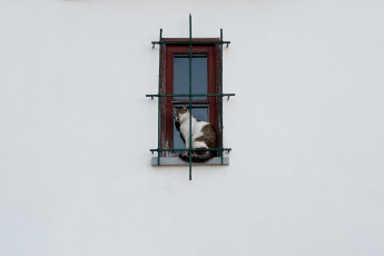 Картинка животные коты окно кошка решётка