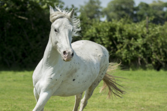Картинка животные лошади морда бег конь