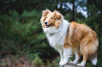 Картинка животные собаки шетлендская овчарка шелти природа собака