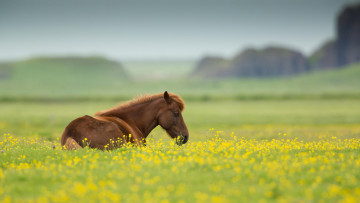 Картинка животные лошади природа лето цветы поле