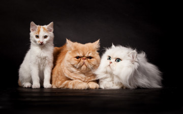 Картинка животные коты кошки котёнок