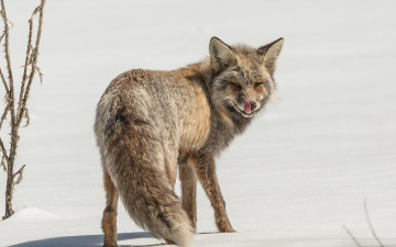 Картинка животные лисы зима