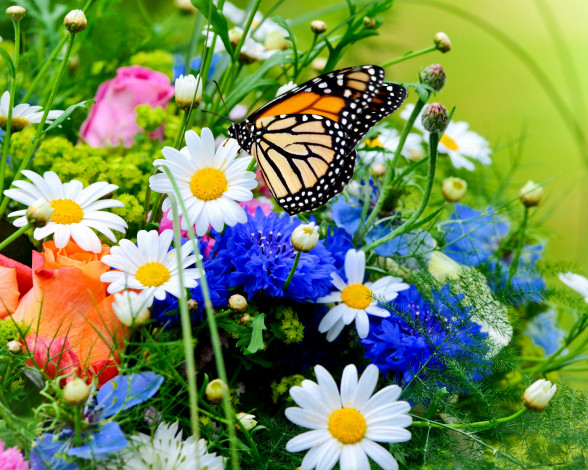 Обои картинки фото цветы, разные вместе, бабочки, ромашки, розы