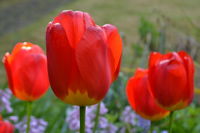 Обои картинки фото цветы, тюльпаны, макро, капли, красные