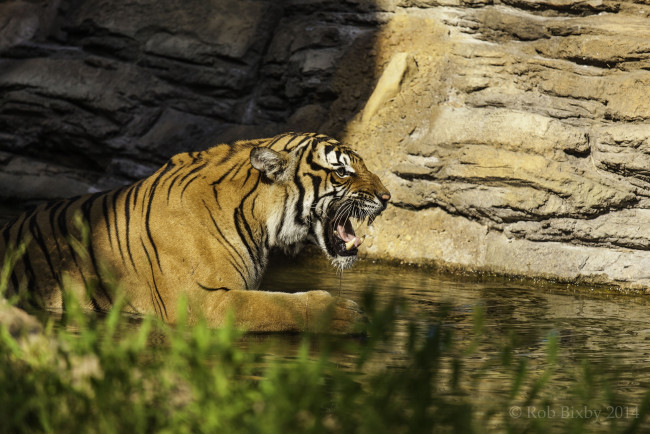 Обои картинки фото животные, тигры, пасть, купание, профиль, хищник, скалы, вода, клыки
