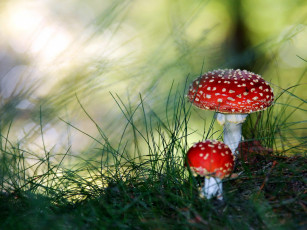 Картинка природа грибы +мухомор парочка