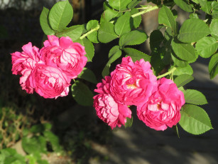 Картинка цветы розы лето 2018